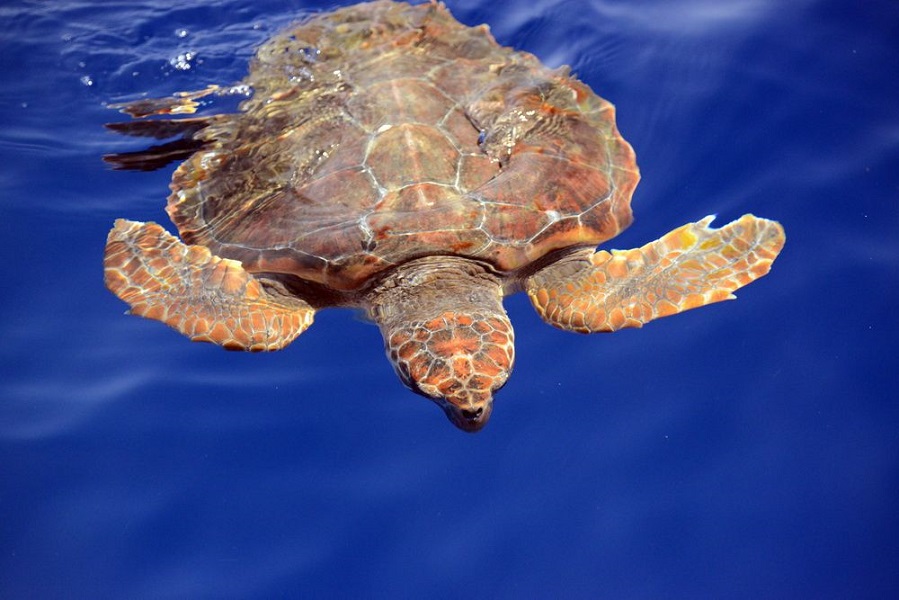 Wasserschildkröte Wasserschildkröte